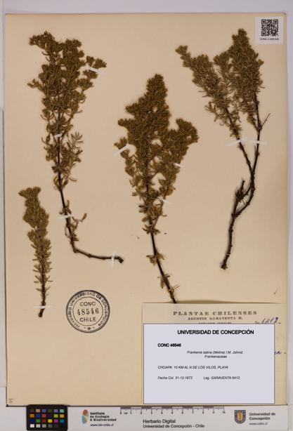 Frankenia salina [Espécimen: UDEC:CONC:0048546]