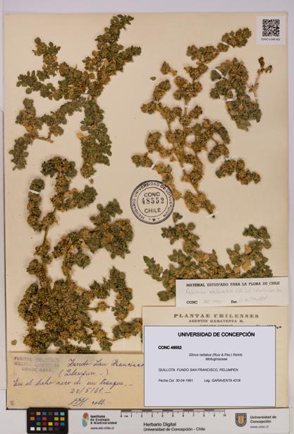 Glinus radiatus [Espécimen: UDEC:CONC:0048552]