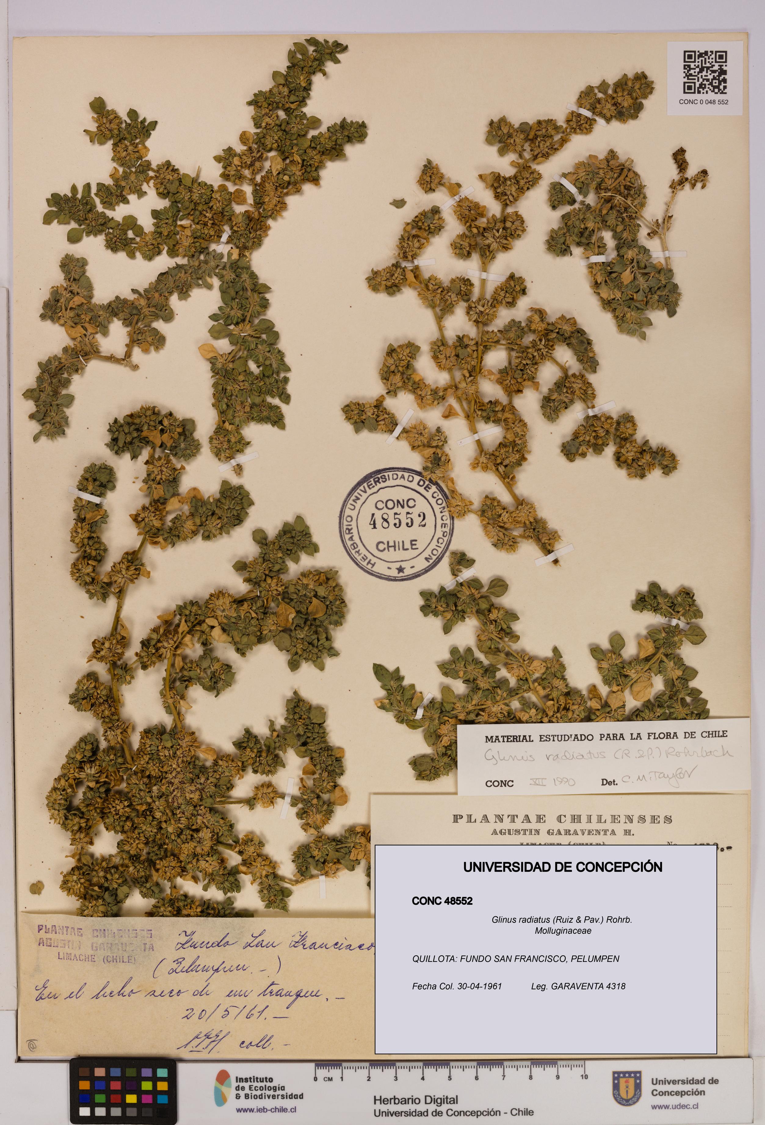 Glinus radiatus [Espécimen: UDEC:CONC:0048552]