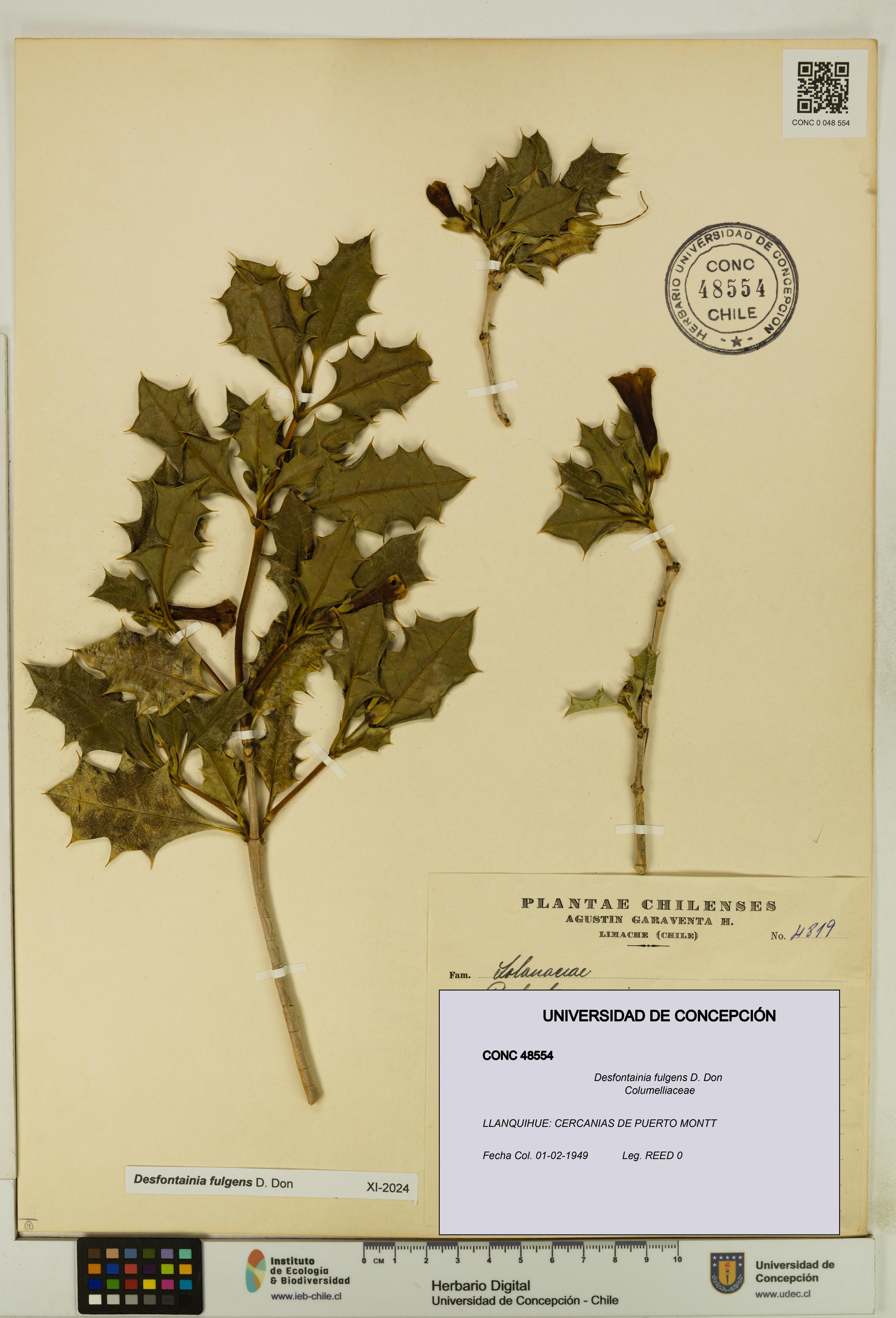 Desfontainia fulgens [Espécimen: UDEC:CONC:0048554]