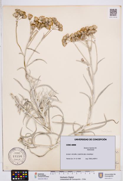 Senecio haenkei [Espécimen: ]