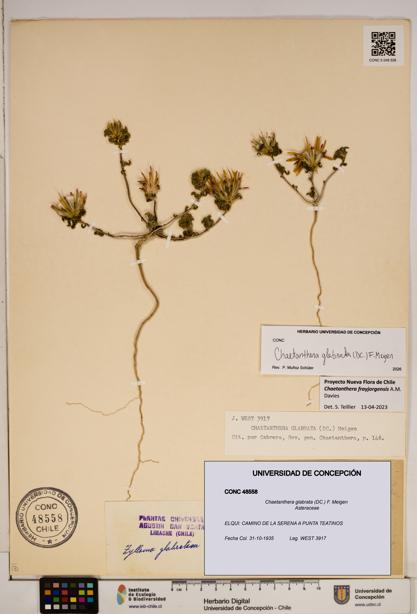 Chaetanthera glabrata [Espécimen: ]