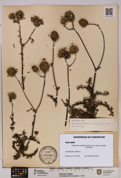 Polyachyrus poeppigii [Espécimen: UDEC:CONC:0048559]