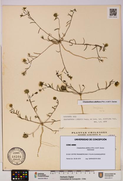 Chaetanthera albiflora [Espécimen: UDEC:CONC:0048560]