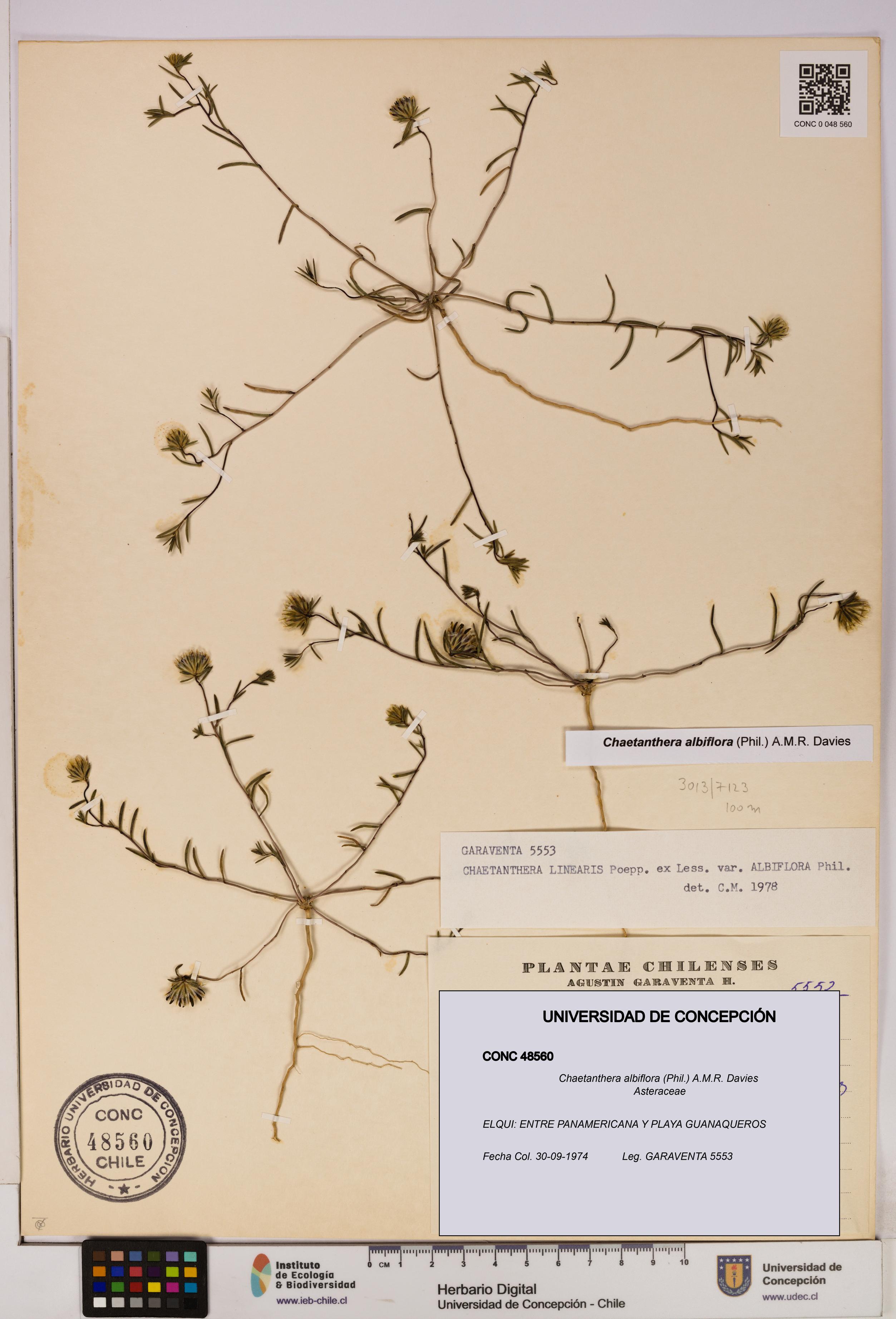 Chaetanthera albiflora [Espécimen: UDEC:CONC:0048560]