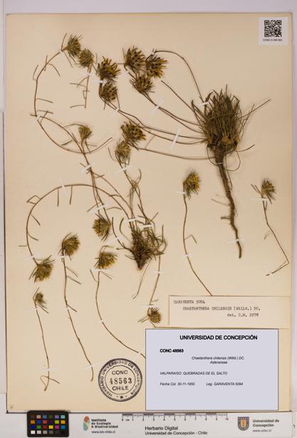 Chaetanthera chilensis [Espécimen: UDEC:CONC:0048563]