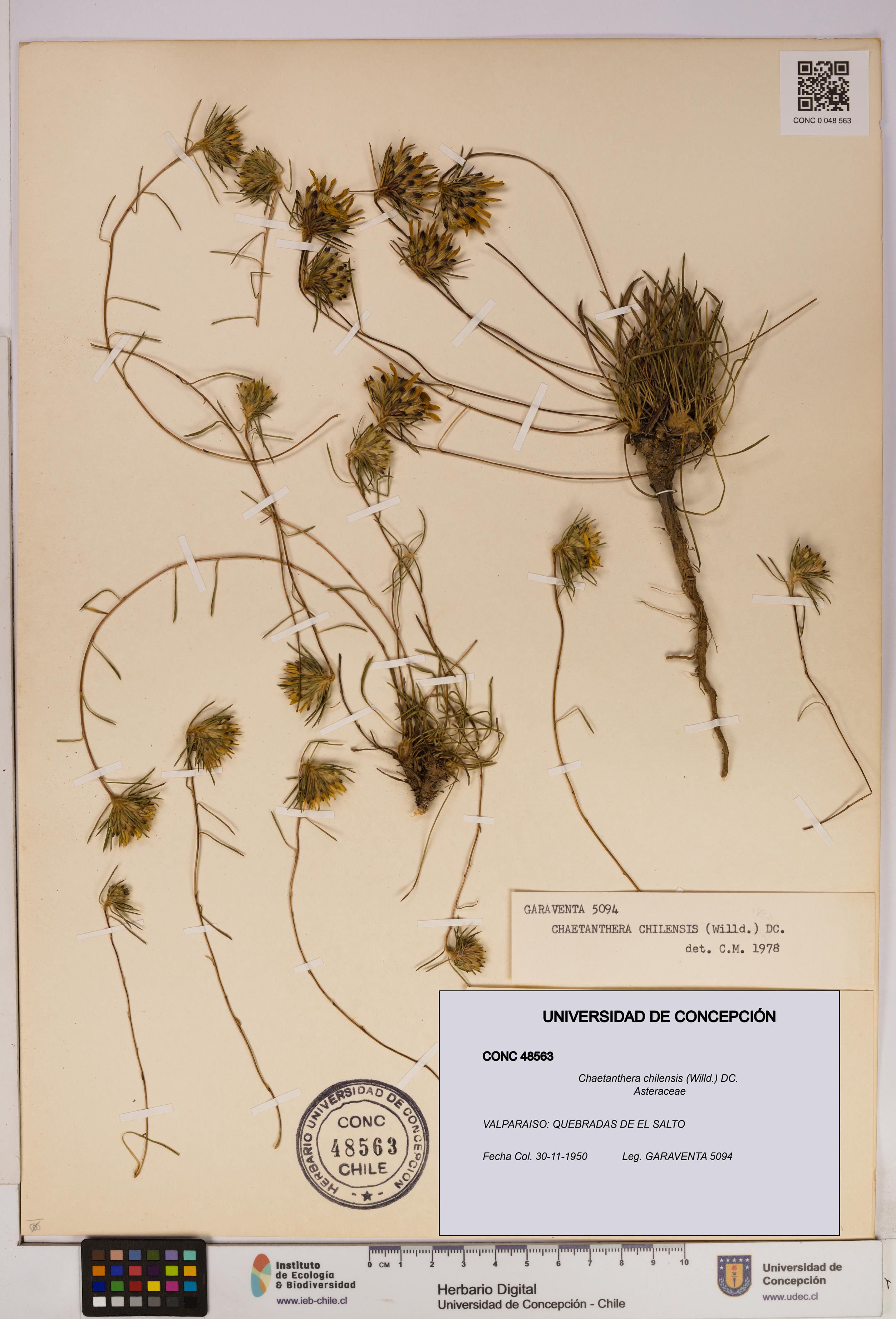 Chaetanthera chilensis [Espécimen: UDEC:CONC:0048563]