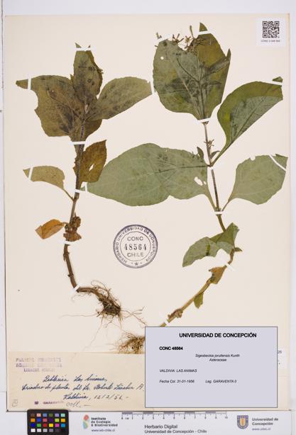 Sigesbeckia jorullensis [Espécimen: ]