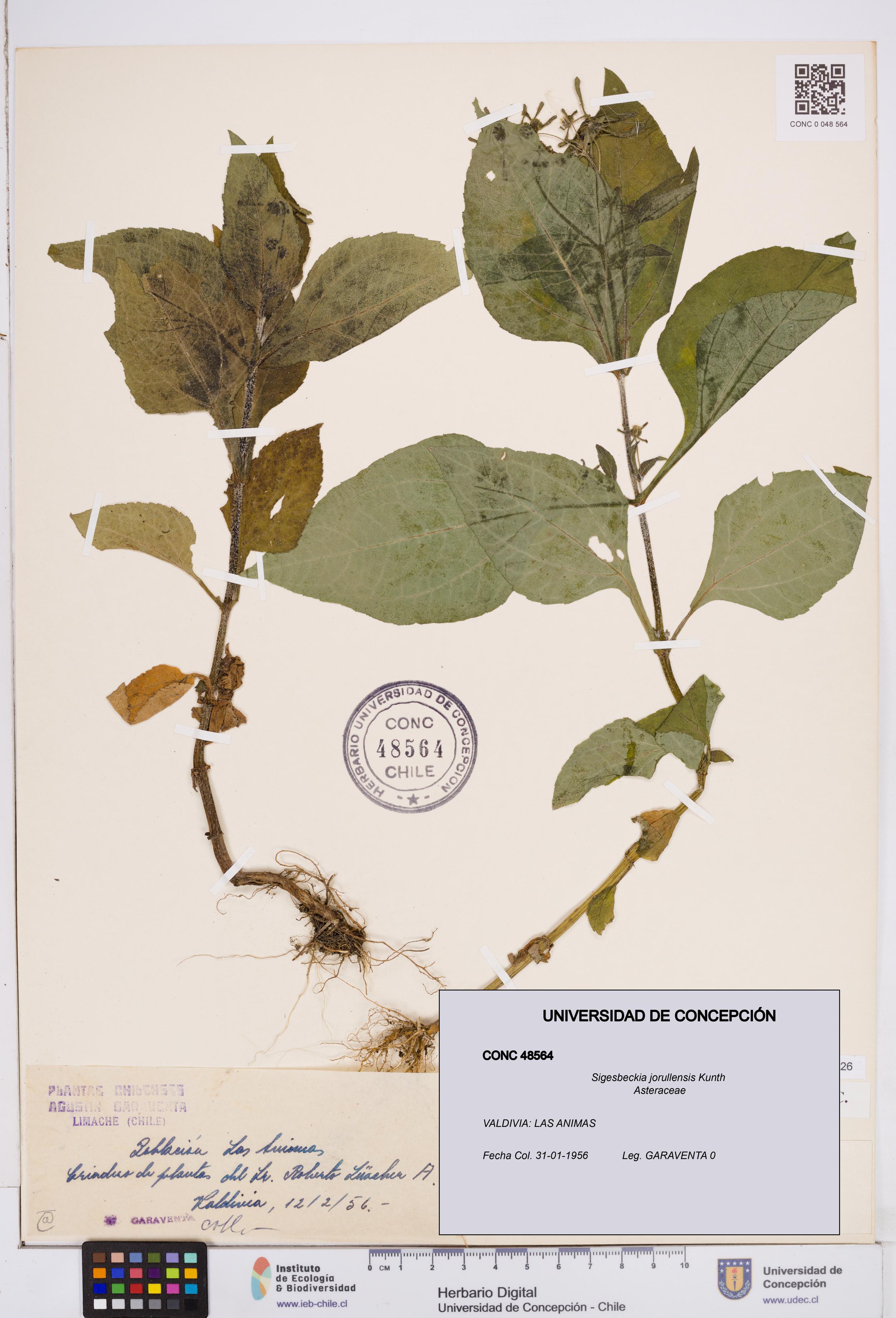 Sigesbeckia jorullensis [Espécimen: ]