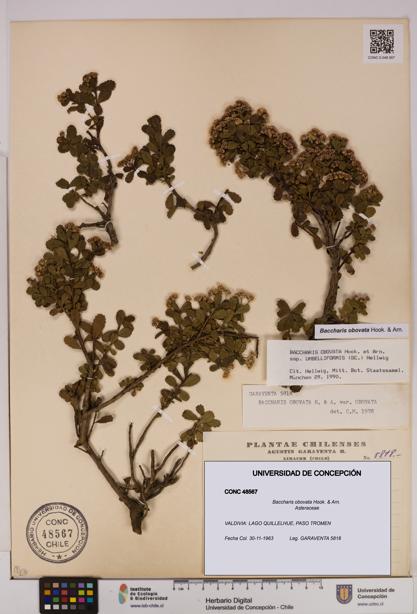 Baccharis obovata [Espécimen: UDEC:CONC:0048567]