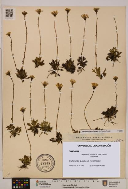 Haplosticha trifurcata [Espécimen: UDEC:CONC:0048569]