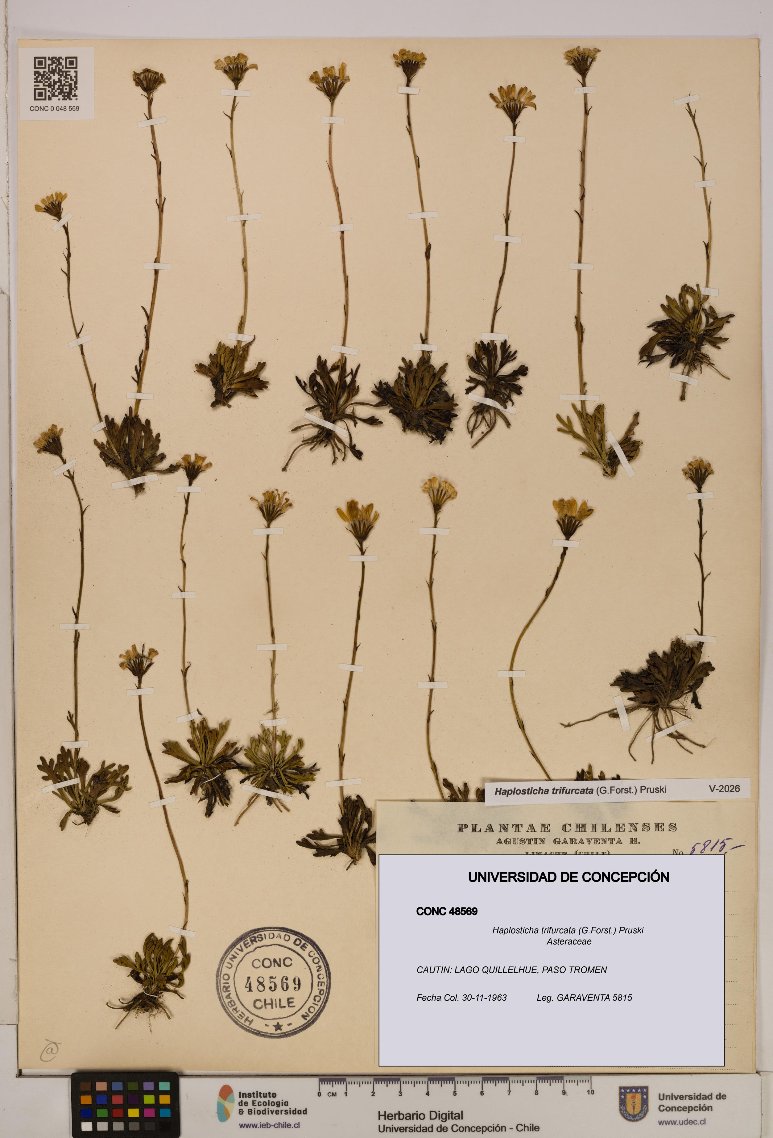 Haplosticha trifurcata [Espécimen: UDEC:CONC:0048569]