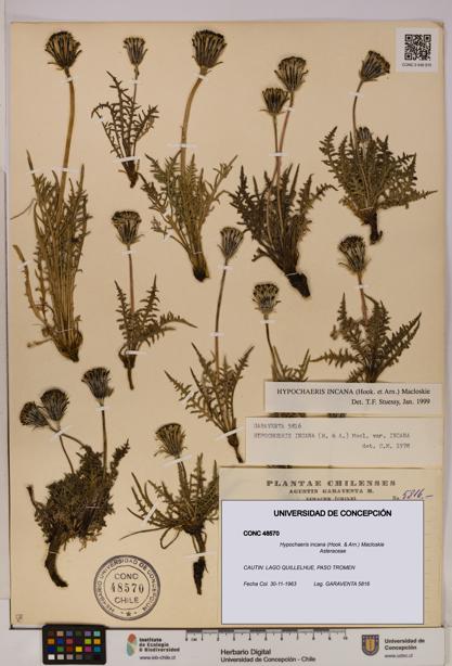 Hypochaeris incana [Espécimen: UDEC:CONC:0048570]