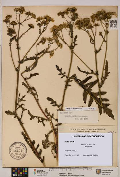 Senecio aquaticus [Espécimen: UDEC:CONC:0048576]
