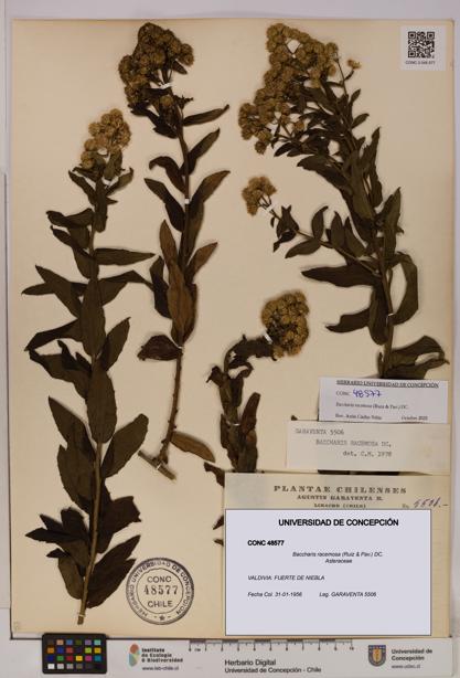 Baccharis racemosa [Espécimen: UDEC:CONC:0048577]