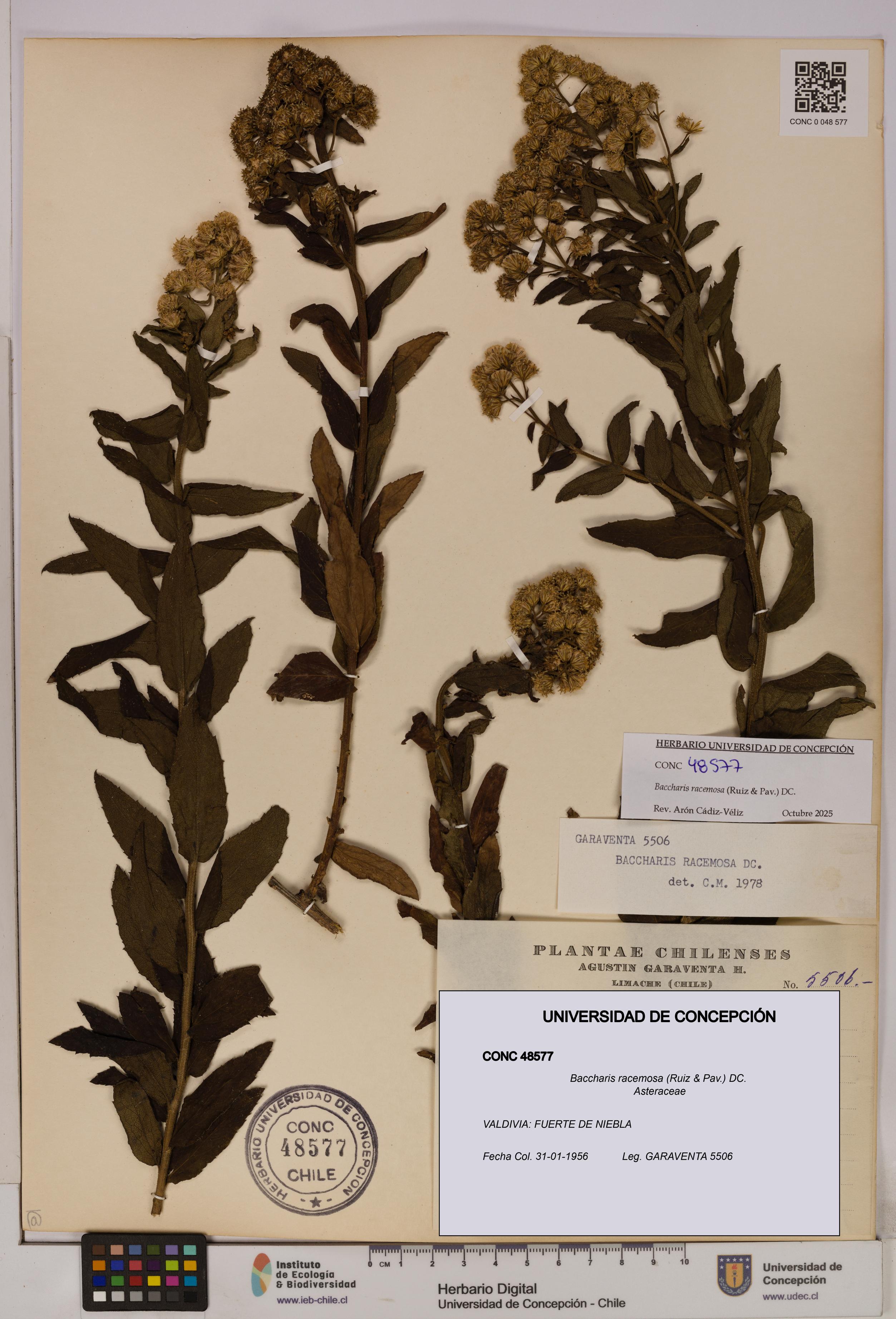 Baccharis racemosa [Espécimen: UDEC:CONC:0048577]