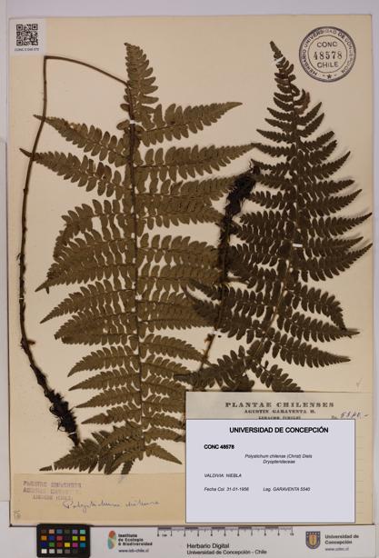 Polystichum chilense [Espécimen: UDEC:CONC:0048578]