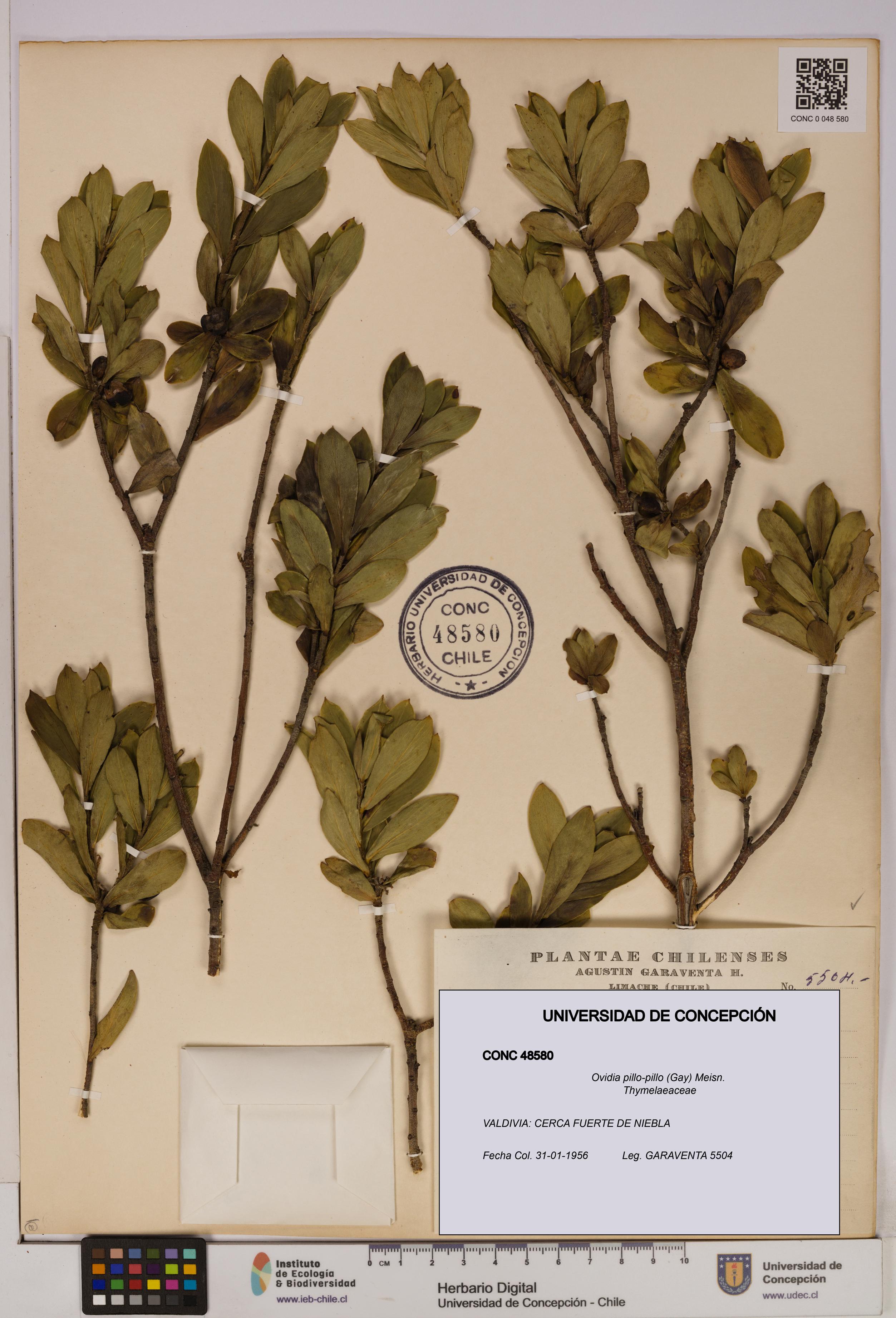 Ovidia pillo-pillo [Espécimen: UDEC:CONC:0048580]