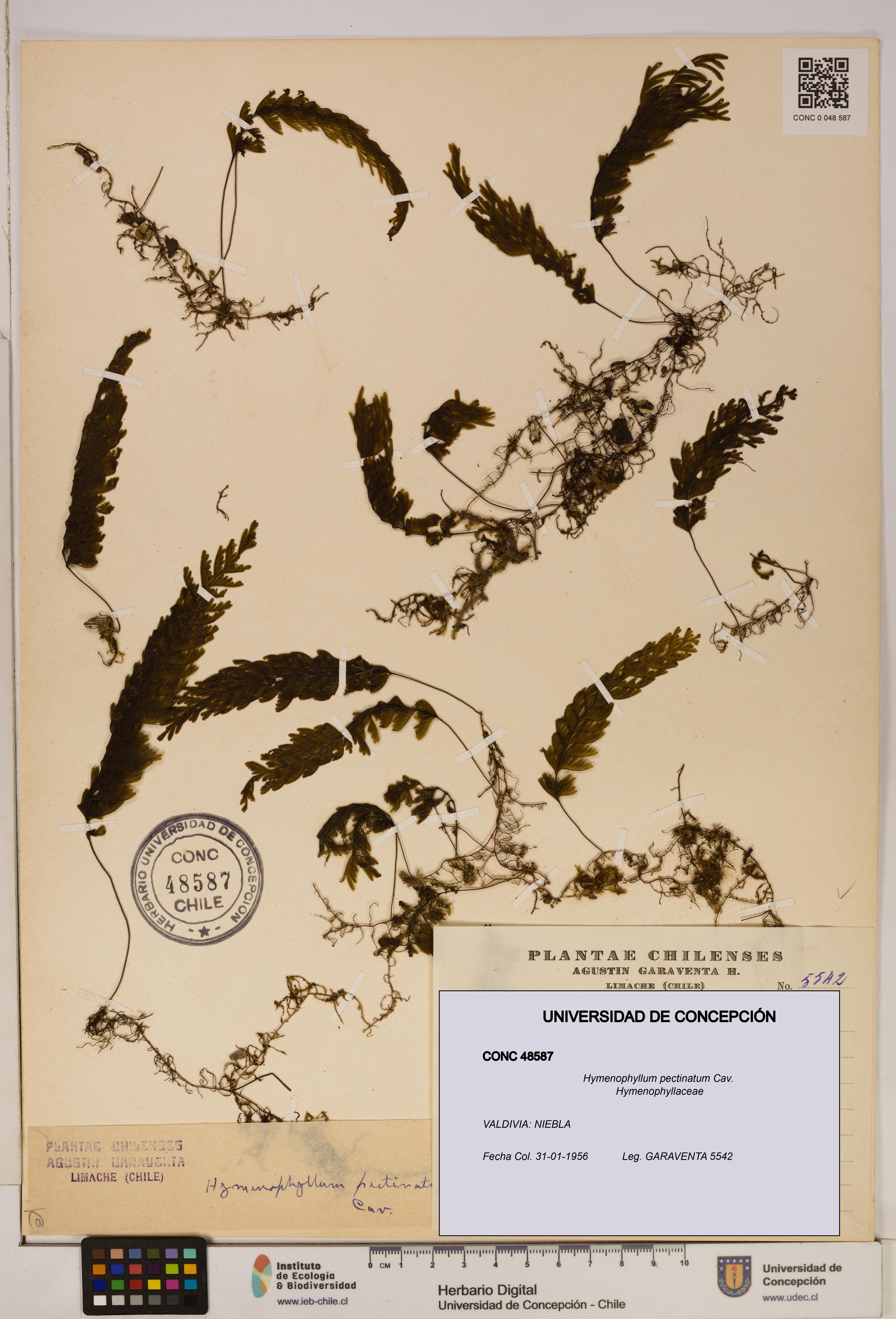 Hymenophyllum pectinatum [Espécimen: ]