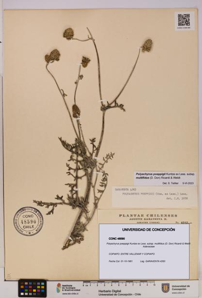 Polyachyrus poeppigii [Espécimen: UDEC:CONC:0048590]