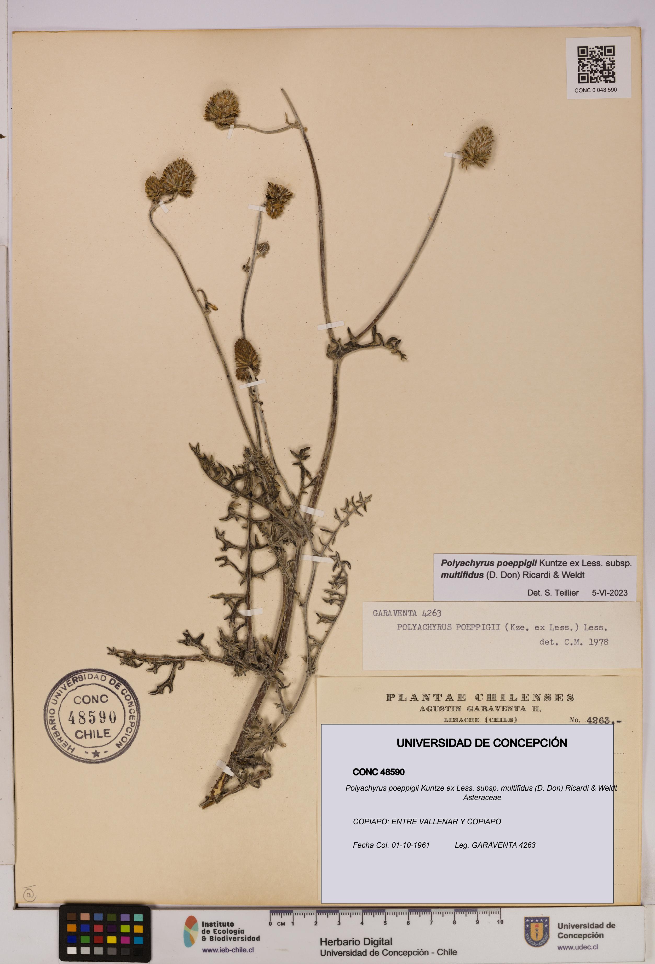 Polyachyrus poeppigii [Espécimen: UDEC:CONC:0048590]