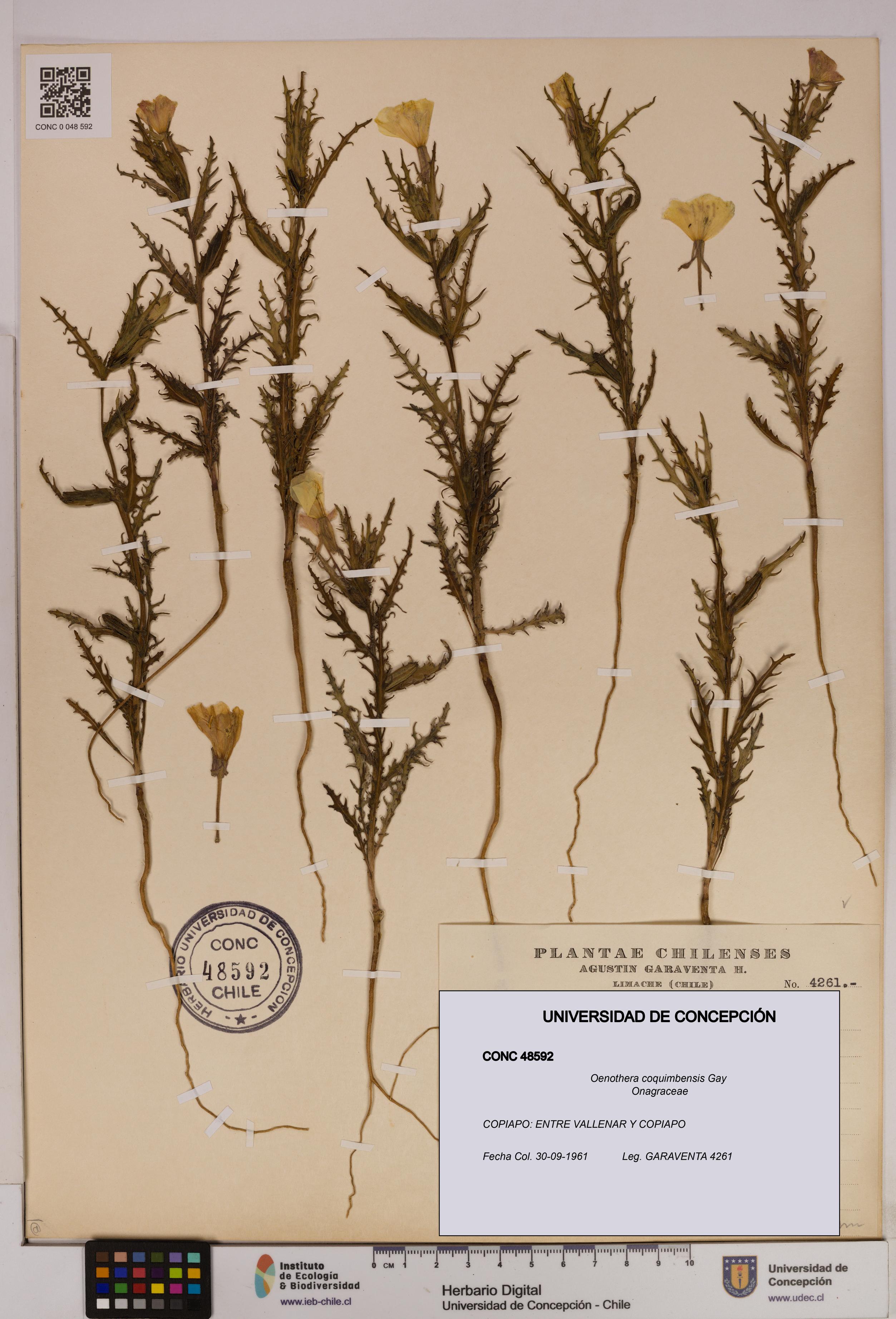 Oenothera coquimbensis [Espécimen: UDEC:CONC:0048592]