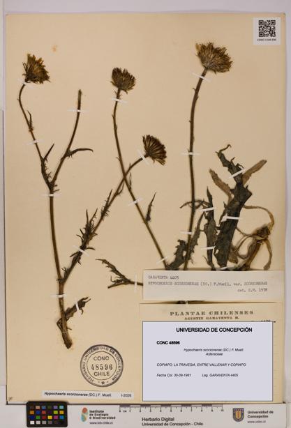 Hypochaeris scorzonerae [Espécimen: UDEC:CONC:0048596]