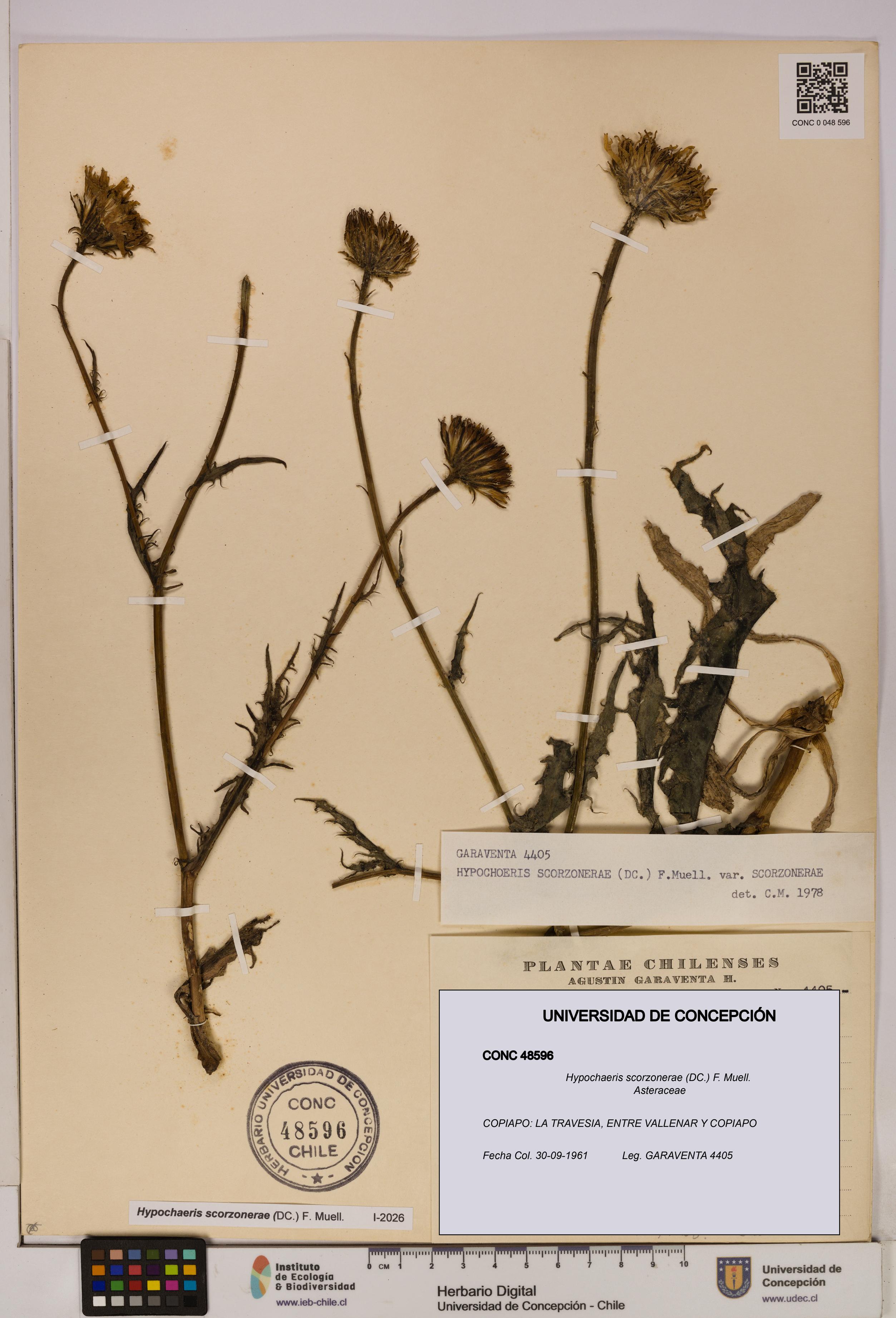 Hypochaeris scorzonerae [Espécimen: UDEC:CONC:0048596]