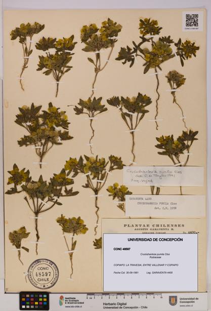 Cruckshanksia pumila [Espécimen: UDEC:CONC:0048597]