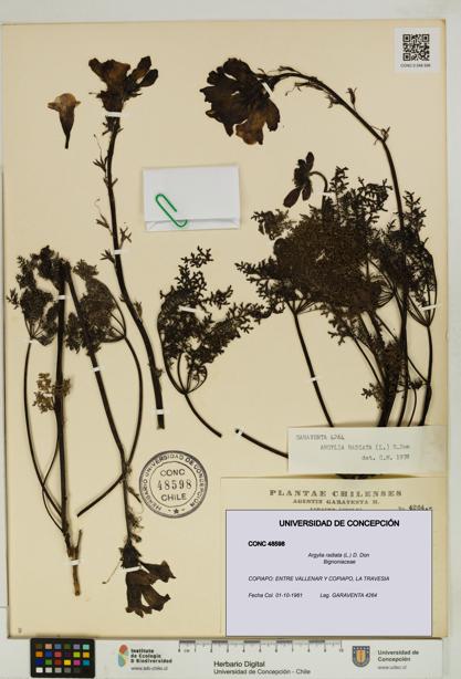 Argylia radiata [Espécimen: UDEC:CONC:0048598]