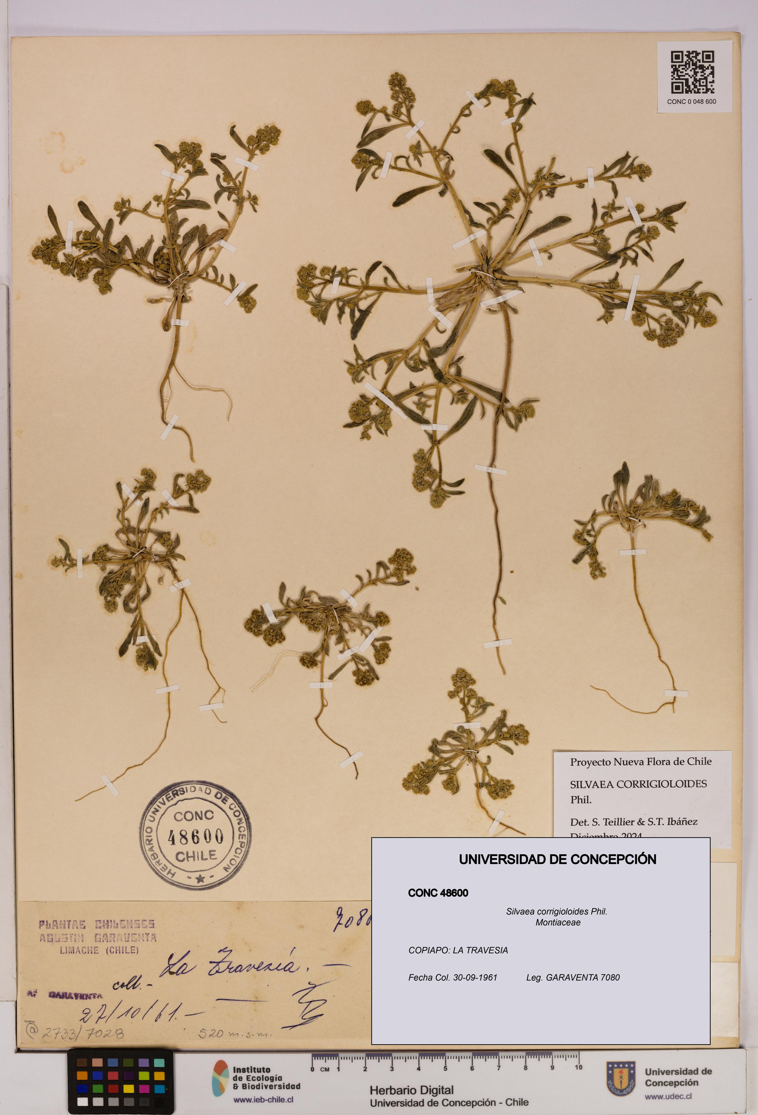 Silvaea corrigioloides [Espécimen: UDEC:CONC:0048600]