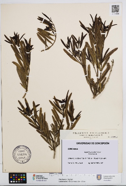 Skytanthus acutus [Espécimen: UDEC:CONC:0048604]