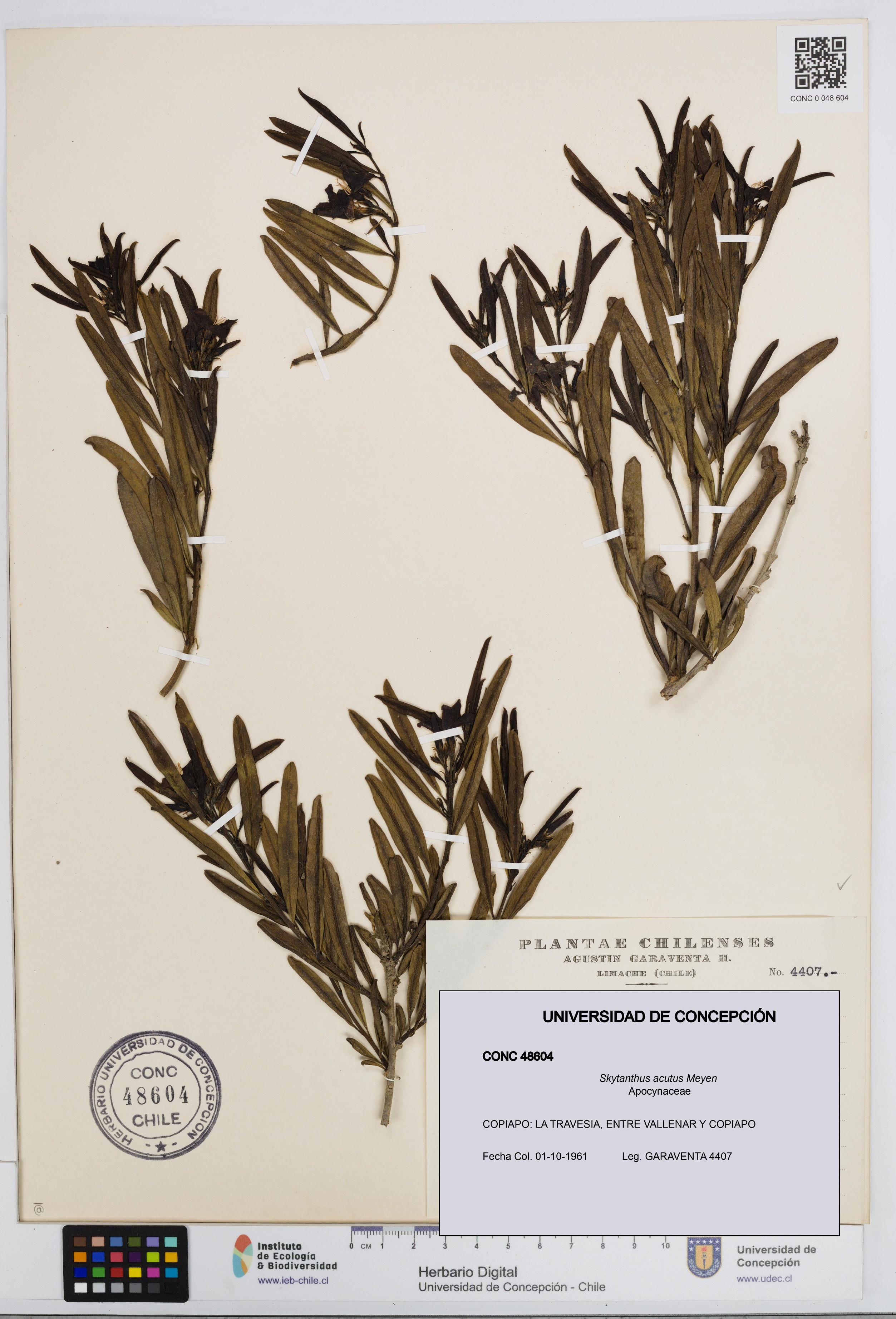 Skytanthus acutus [Espécimen: UDEC:CONC:0048604]