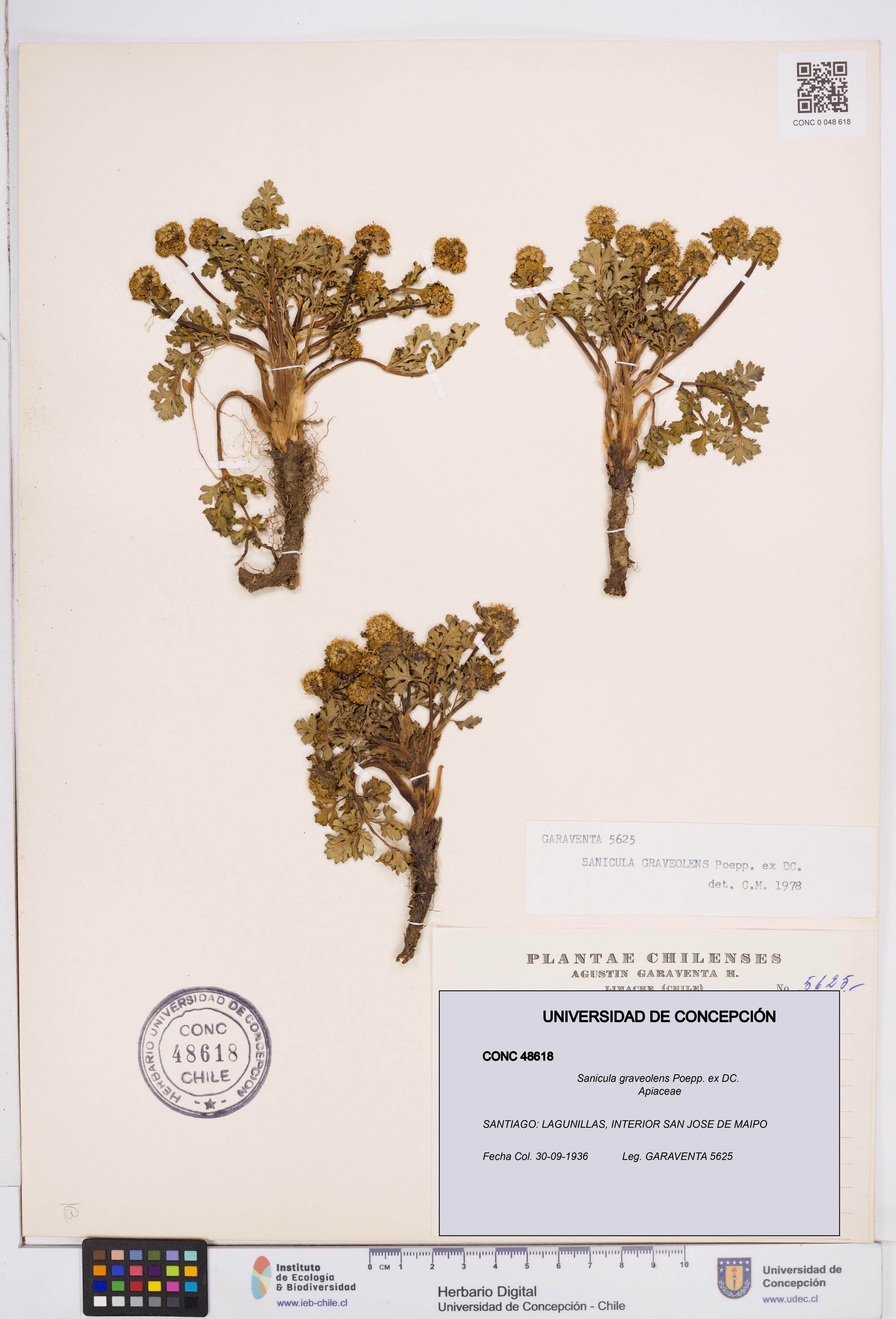 Sanicula graveolens [Espécimen: ]