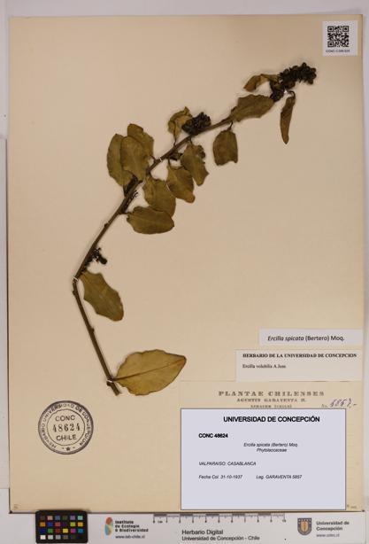 Ercilla spicata [Espécimen: UDEC:CONC:0048624]