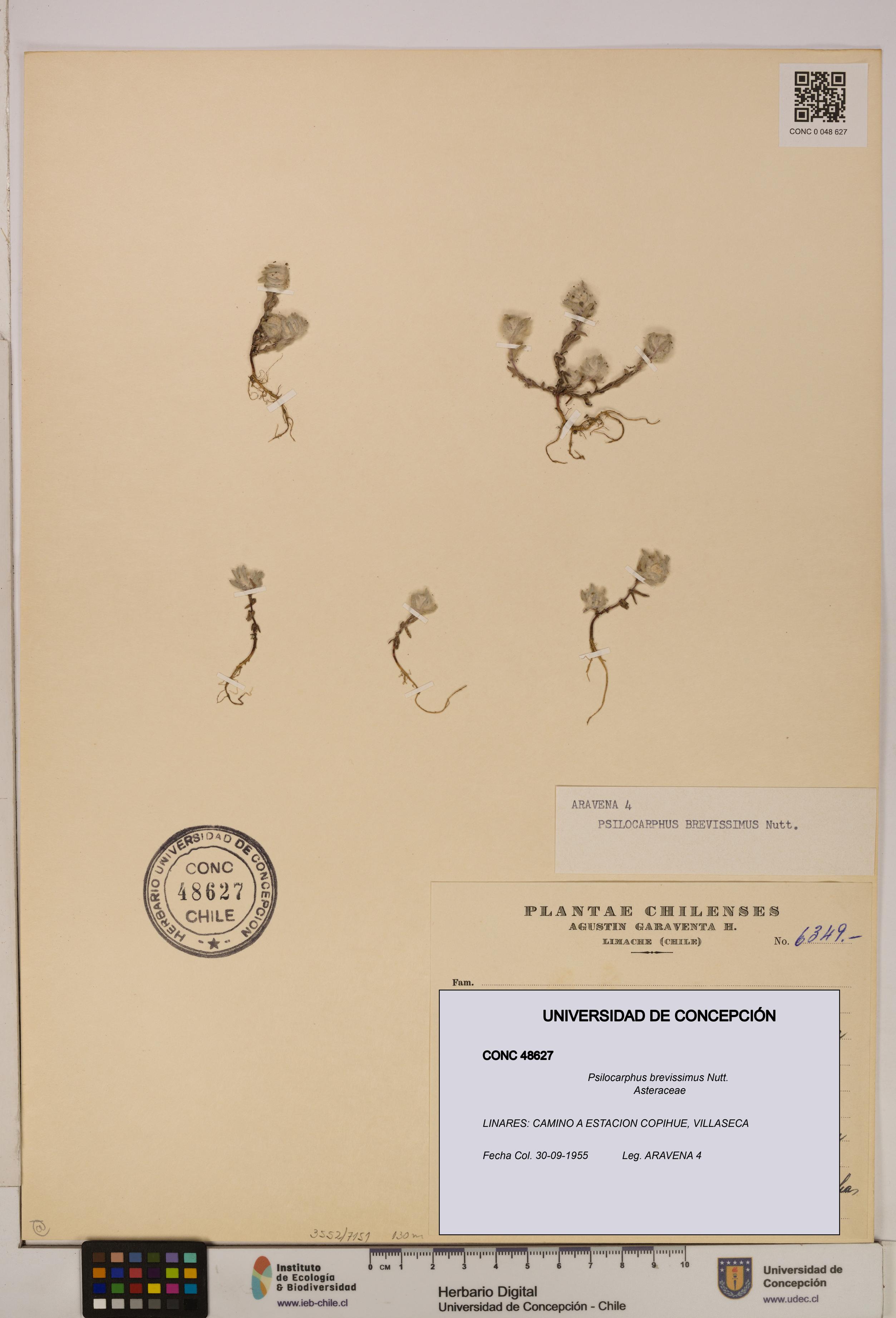 Psilocarphus brevissimus [Espécimen: ]