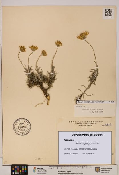 Senecio chilensis var. chilensis [Espécimen: UDEC:CONC:0048629]