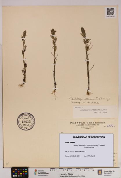 Castilleja attenuata [Espécimen: UDEC:CONC:0048635]