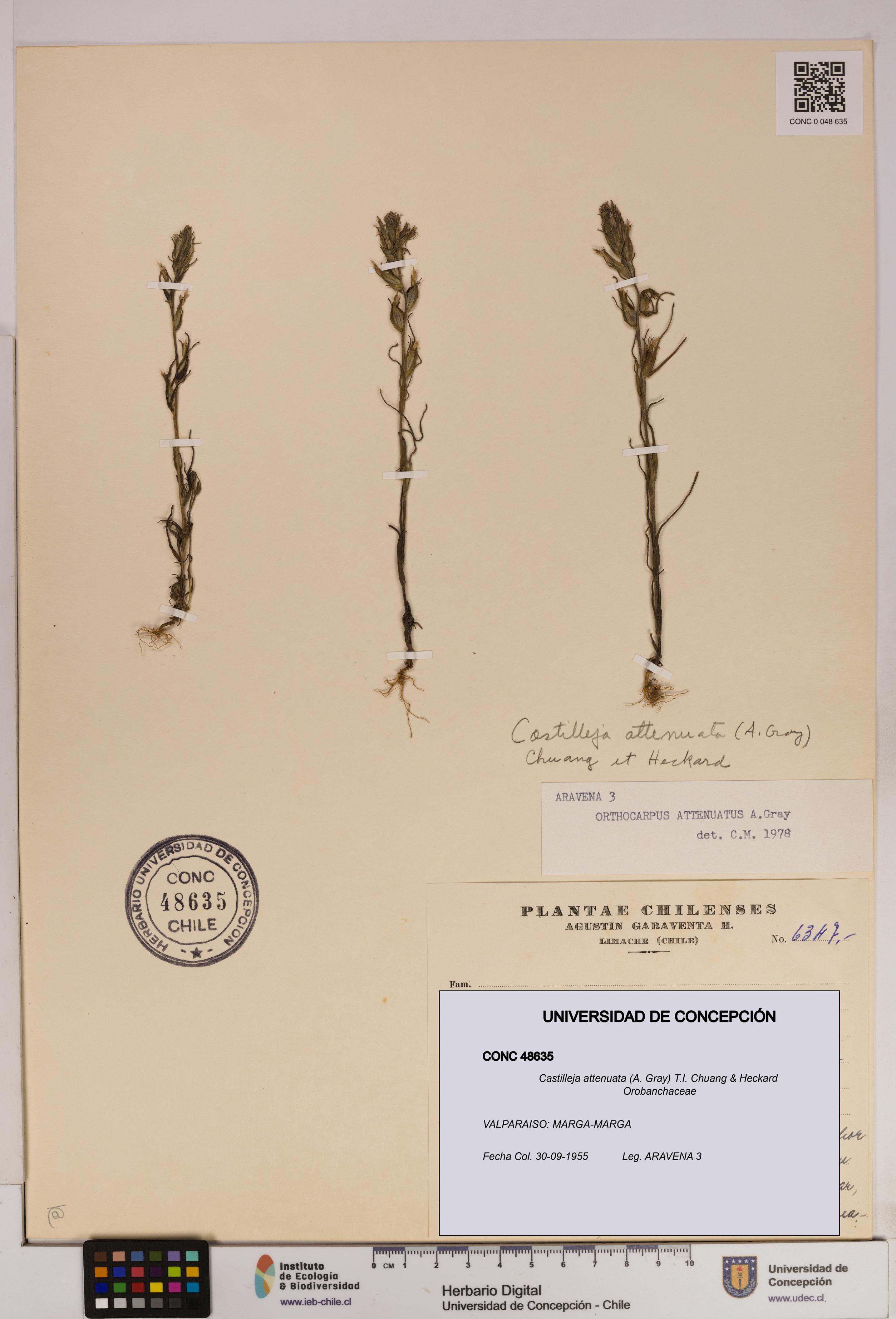 Castilleja attenuata [Espécimen: UDEC:CONC:0048635]