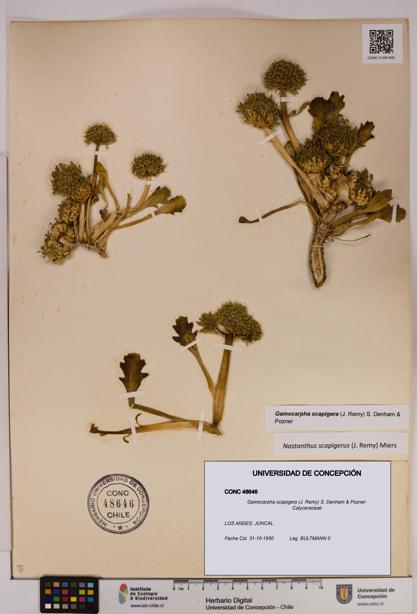 Gamocarpha scapigera [Espécimen: UDEC:CONC:0048646]