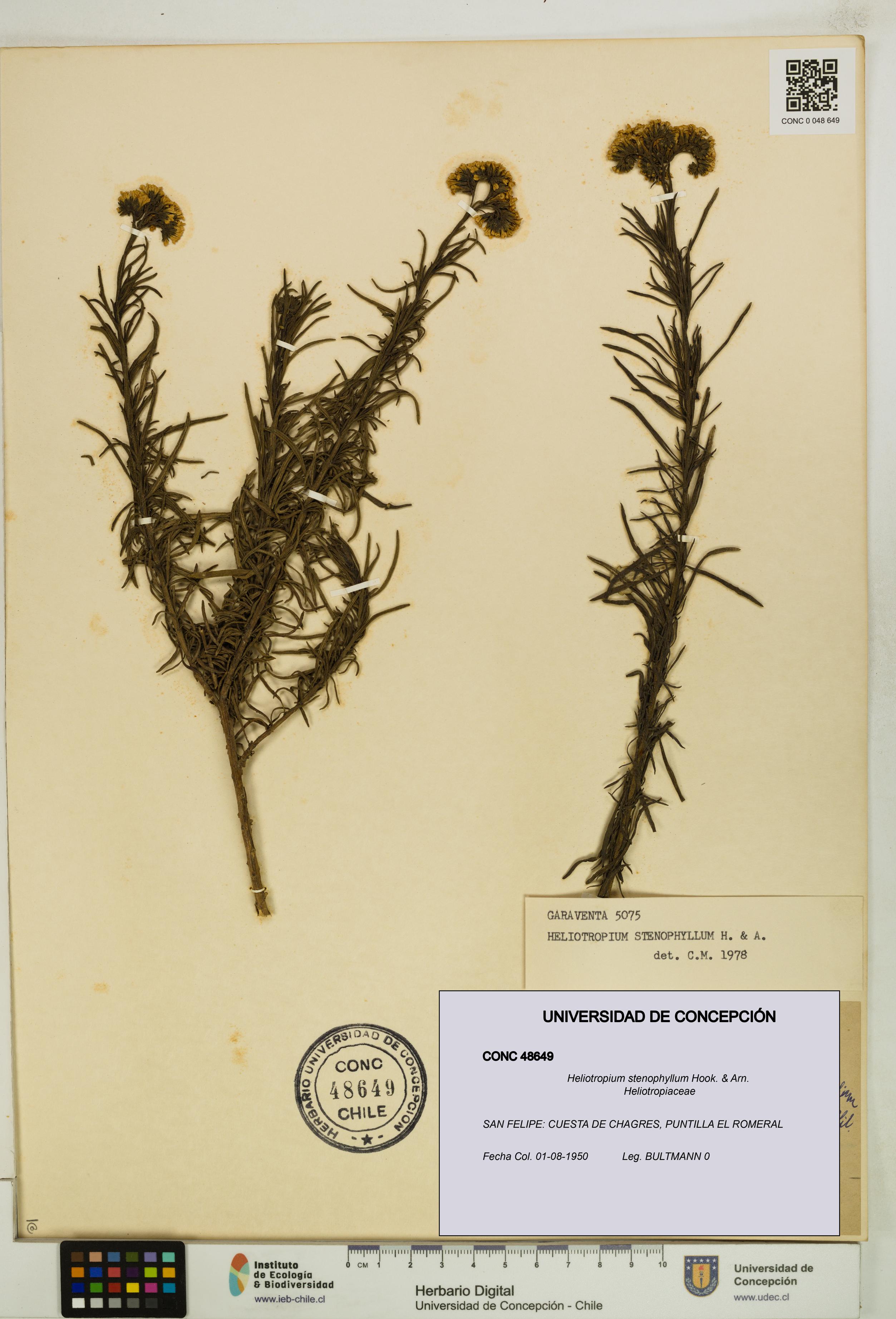 Heliotropium stenophyllum [Espécimen: UDEC:CONC:0048649]