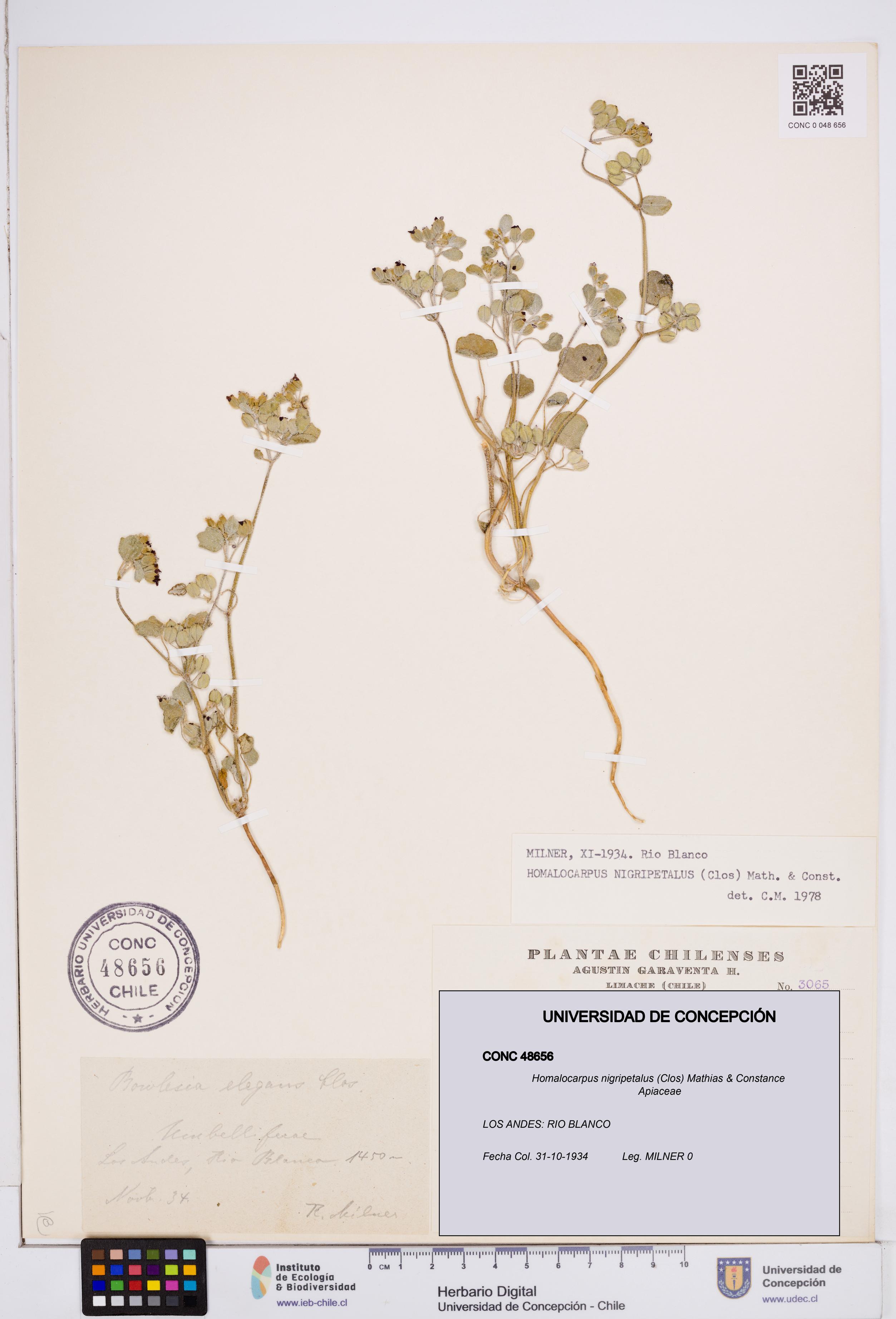 Homalocarpus nigripetalus [Espécimen: ]