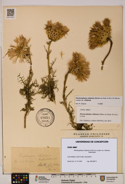 Plectocephalus chilensis [Espécimen: ]