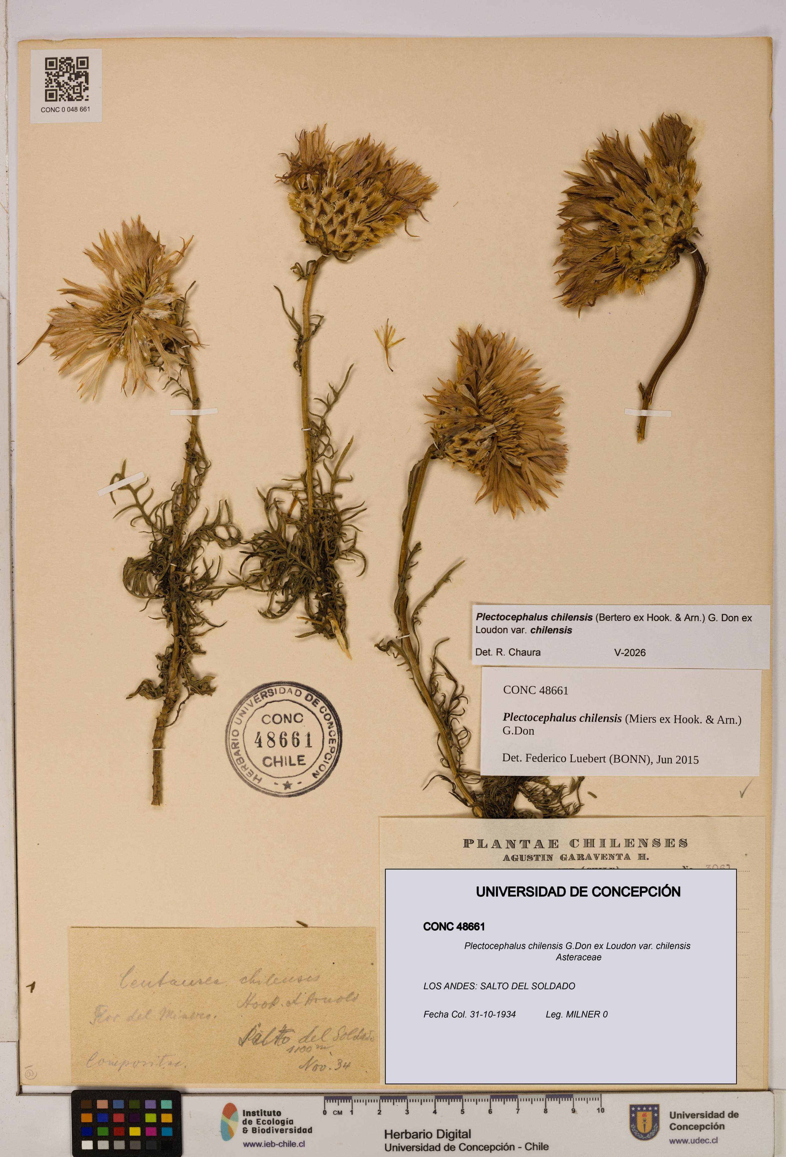 Plectocephalus chilensis [Espécimen: ]
