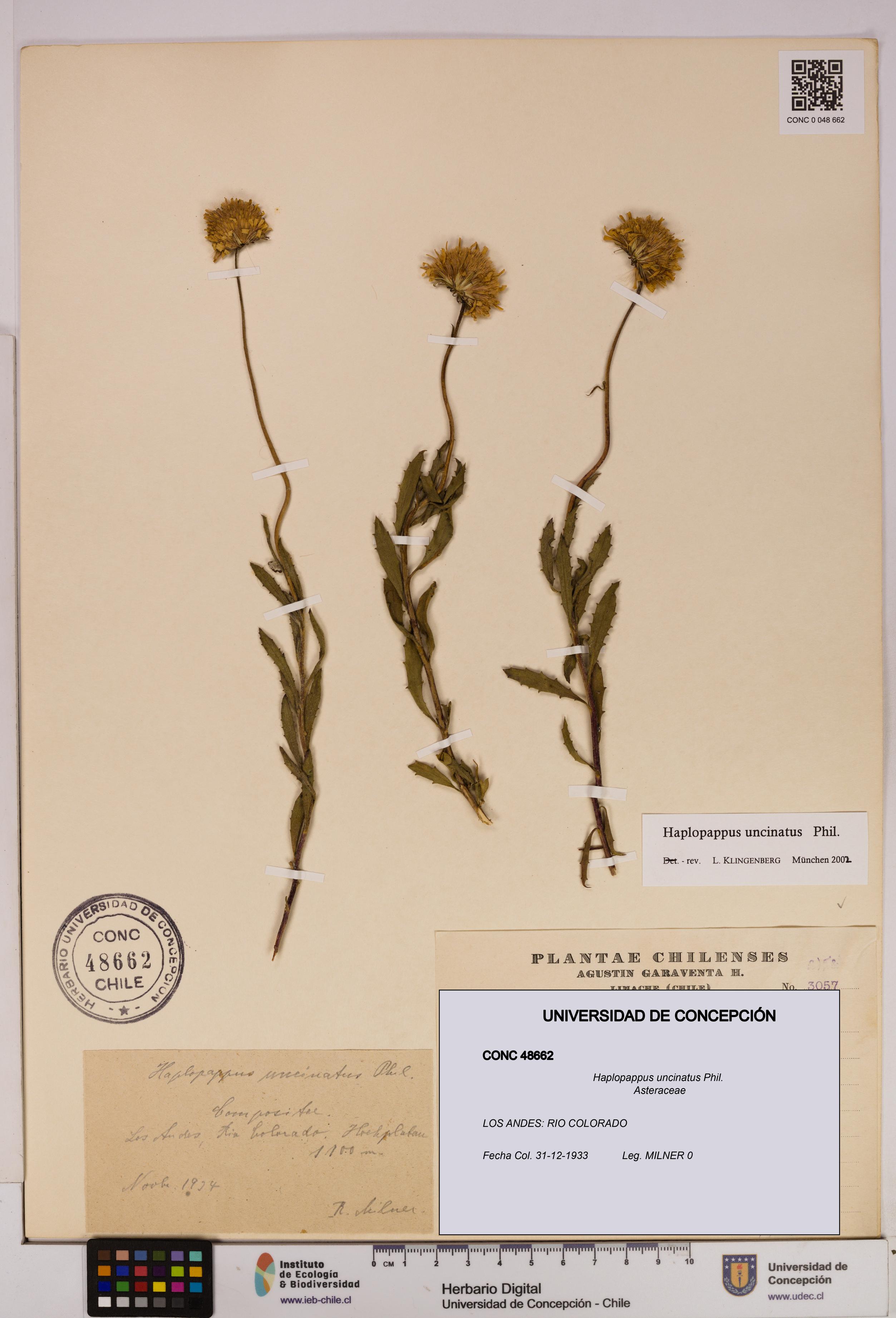 Haplopappus uncinatus [Espécimen: UDEC:CONC:0048662]