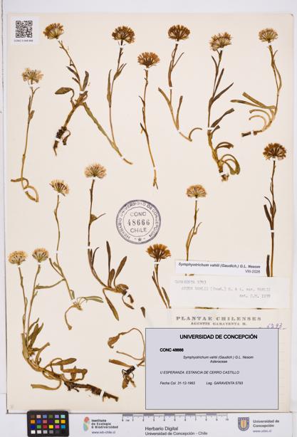 Symphyotrichum vahlii [Espécimen: ]