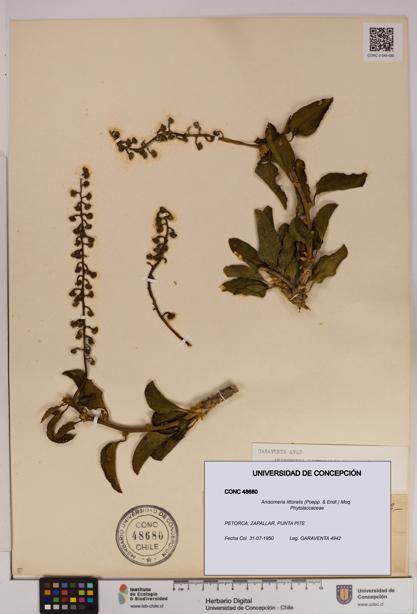 Anisomeria littoralis [Espécimen: UDEC:CONC:0048680]