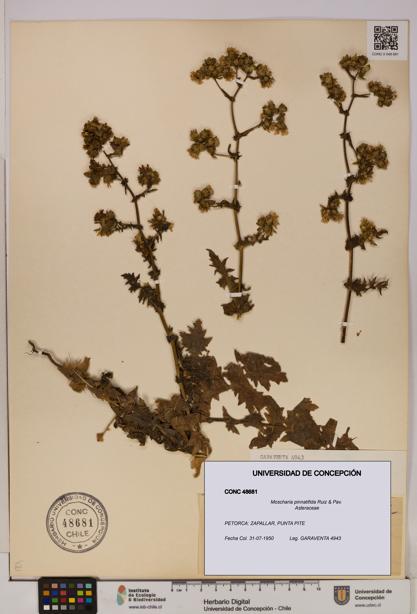 Moscharia pinnatifida [Espécimen: UDEC:CONC:0048681]