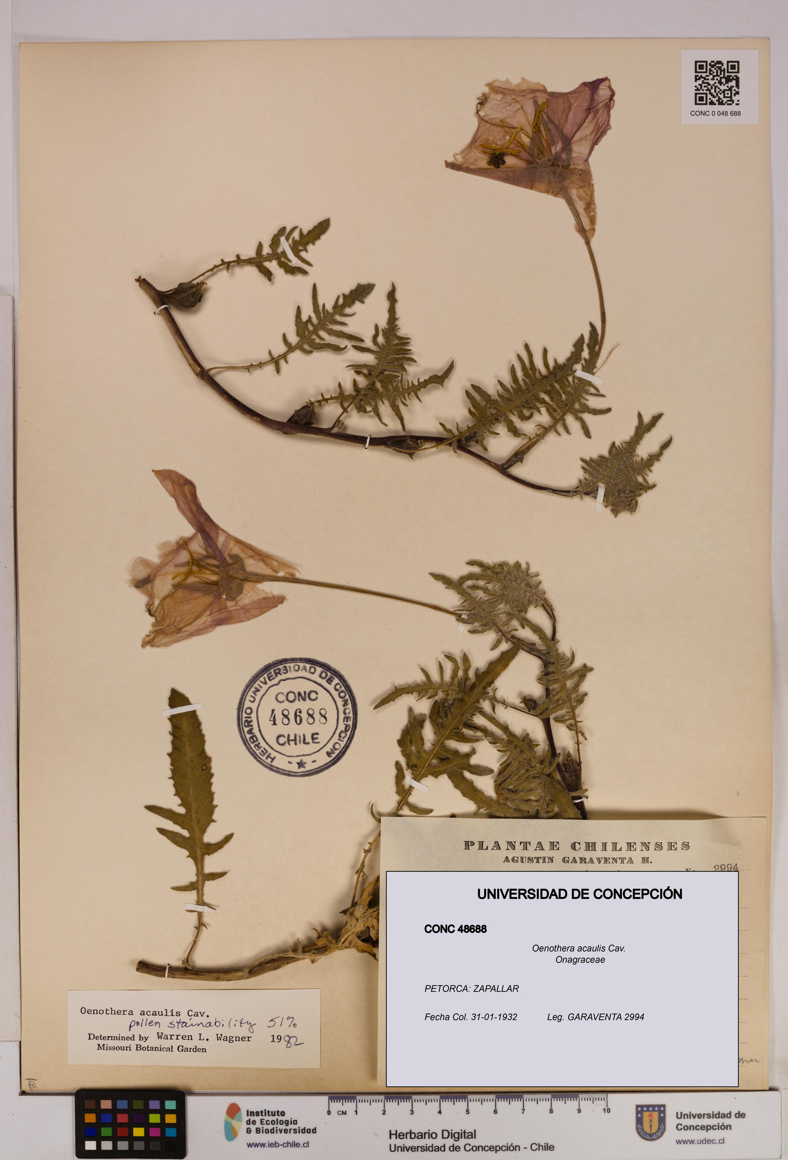 Oenothera acaulis [Espécimen: UDEC:CONC:0048688]