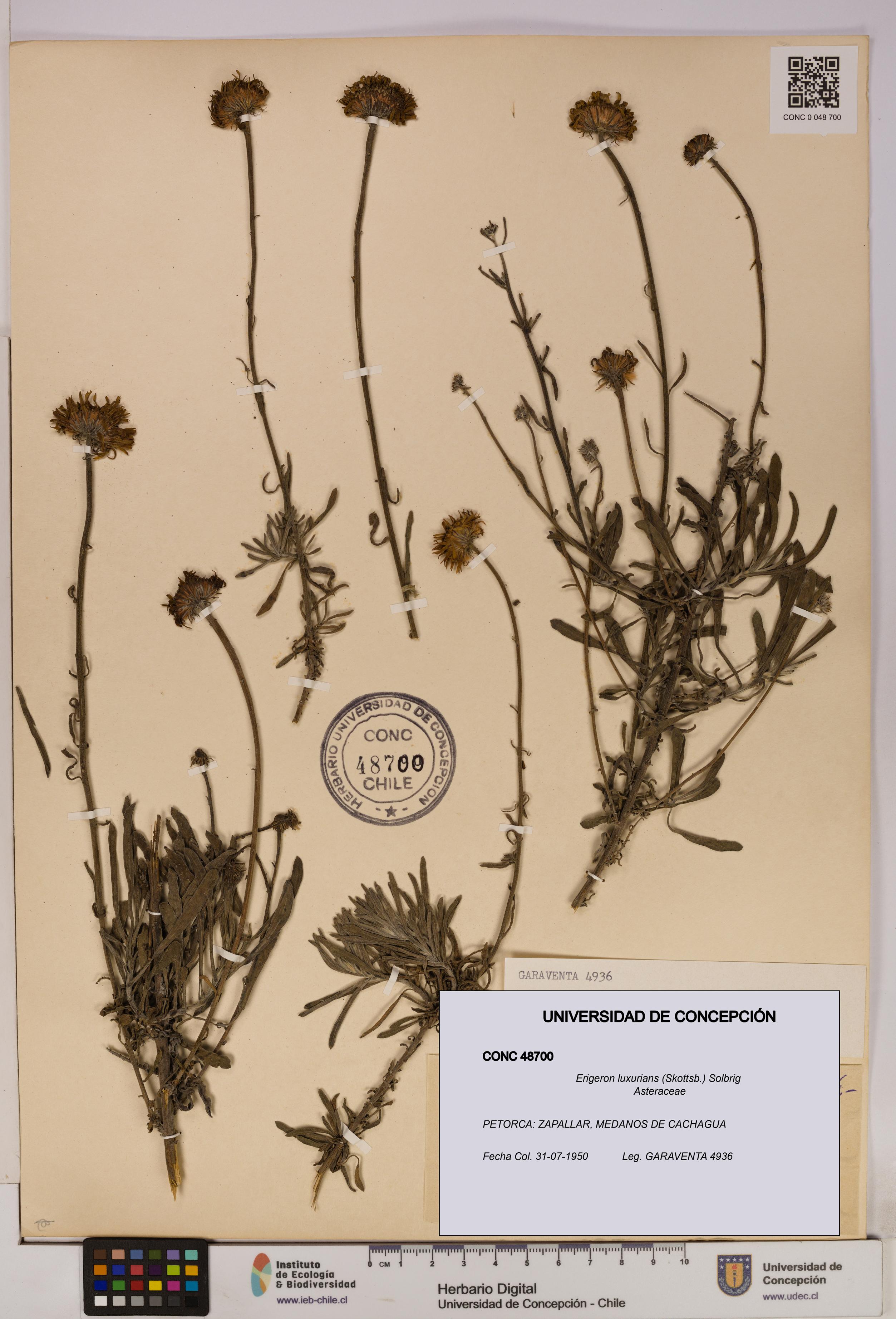 Erigeron luxurians [Espécimen: UDEC:CONC:0048700]